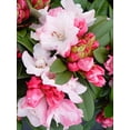 thumbnail image 4 of Mardi Gras Rhododendron, 4 of 6