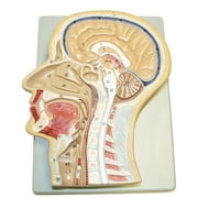 Vision Scientific Sagittal Section of the Head