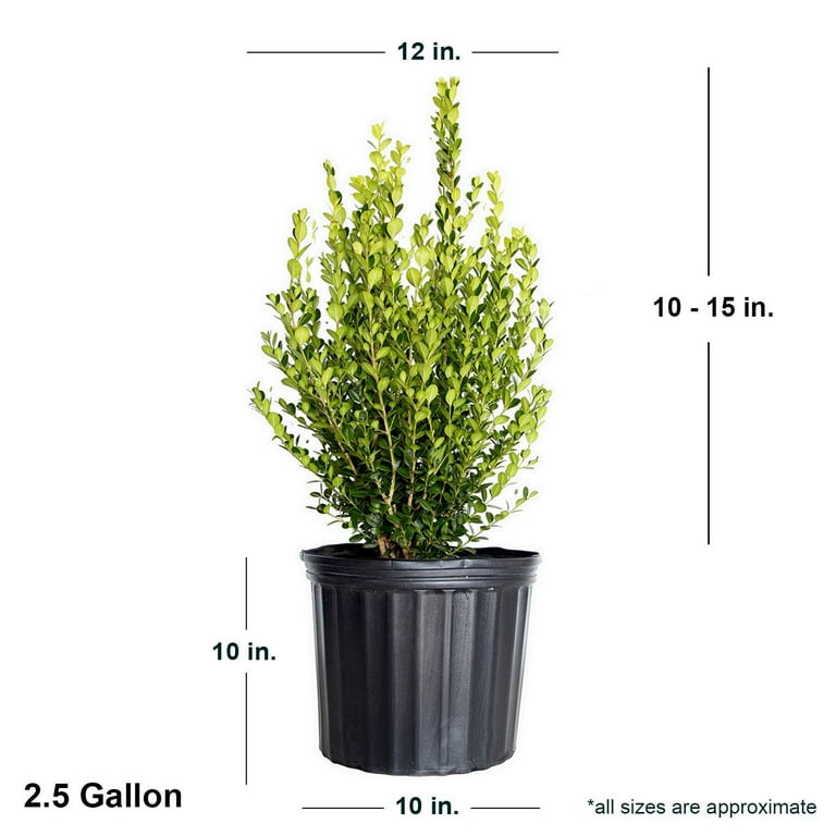 Wintergreen Boxwood (Korean) - 2.5 Qt Wintergreen Boxwood (Korean) - 2.5 Qt