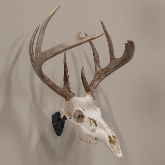 EZ Mount Fixed Skull Hanger | Solid Steel - Deer/Antelope/Bear | Complete Kit for Indoor Outdoor Trophy Display