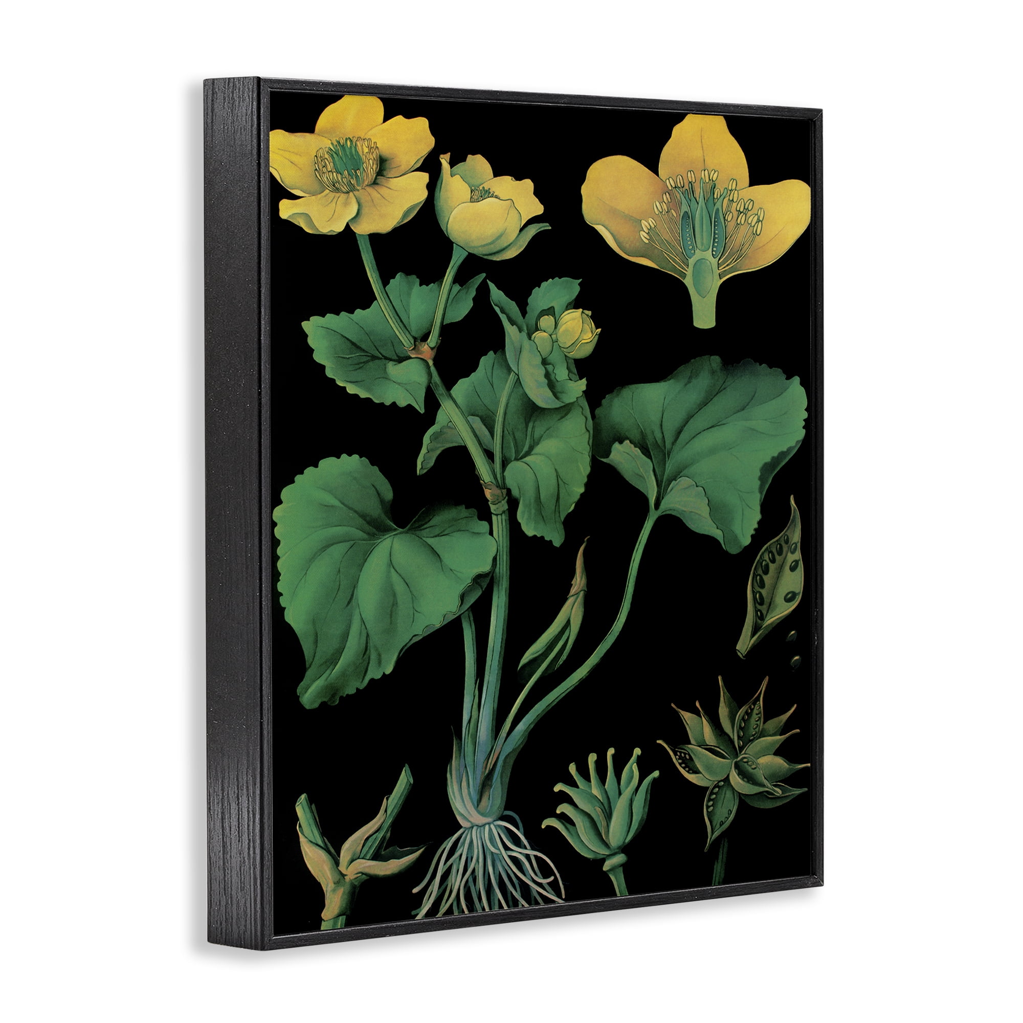Stupell Industries Marsh Marigold Illustration Study Black Framed Giclee Art, design by Vintage Hustle