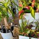 thumbnail image 4 of ExquisiteOctopus Tentacle Plant Stakes, Set of 7 Resin Sea Monster Tentacles for Planters, Nature & Outdoors Themed Garden Decorations, 4 of 5