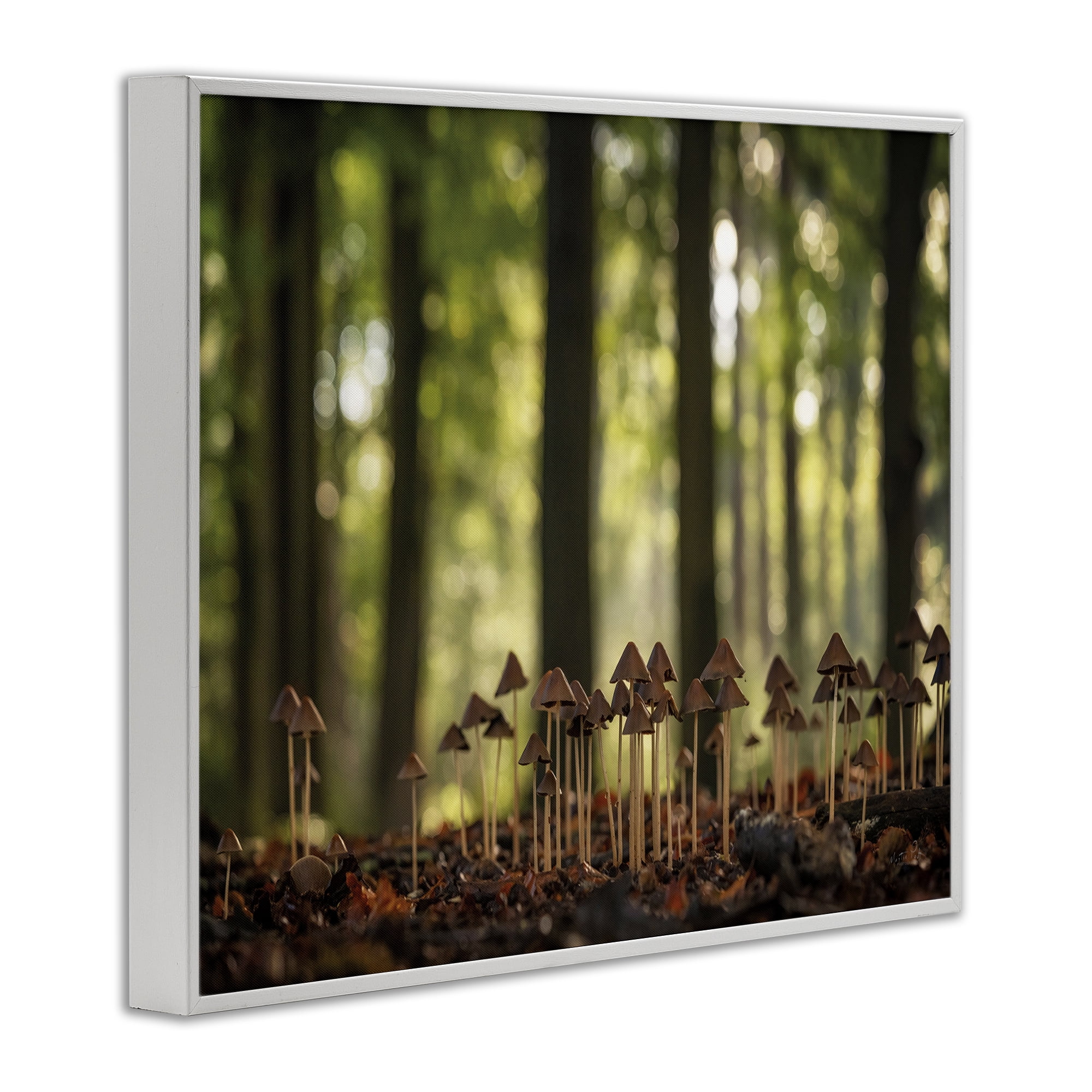Stupell Industries Mushroom Sprouts in Forest Botanical & Floral Photography White Framed Art Print Wall Art, 20 x 16