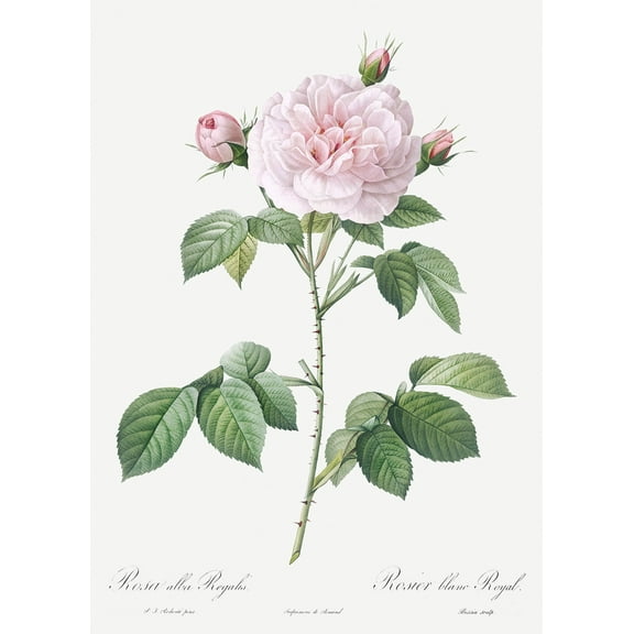 Botanical Plant Print - Royal White Rose, Rosa alba regalis by Pierre Joseph Redoute - 12" x 18" Art Print Wall Decor