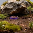 thumbnail image 2 of 12-Piece Feeding Tray & Dish Set for Terrariums and Micro-Landscapes | Designed for Millipedes, Small Invertebrates, and Miniature Pets.,F, 2 of 6