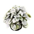thumbnail image 3 of Peperomia Frost Light Green Ripple Pep Caperata, 3 of 3