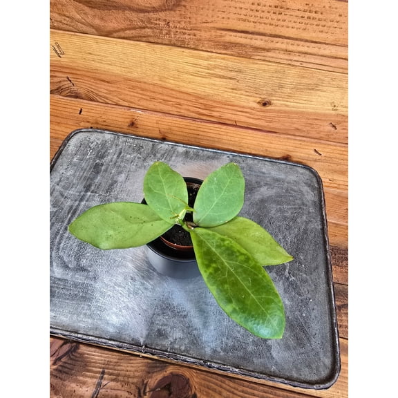 Hoya Mindorensis Yellow, 2" Plant, The Plant Farm