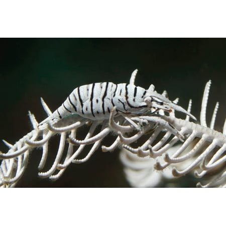 Crinoid shrimp matches the color and pattern of its host feather star Poster Print by VWPicsStocktrek (Match Each Item To Its Best Description)