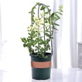 thumbnail image 3 of 10PCS Garden Plant Pot Obelisks Plastic Climb Plant Support Frame, 3 of 9