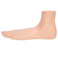 thumbnail image 3 of Garosa Human Foot Model Adults Lifesize Teaching Research Muscle Display Explain Accessories, 3 of 8