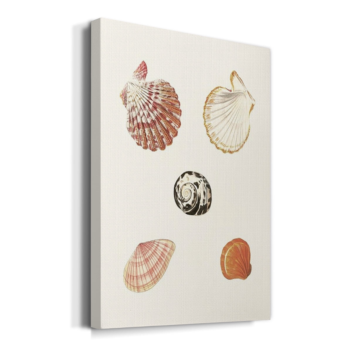 Pastel Knorr Shells VIII Premium Gallery Wrapped Canvas - Ready to Hang
