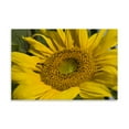 thumbnail image 2 of Gango Home Decor Sunflower I by Lee Peterson (Printed on Paper); One 36x24in Fine Art Paper Giclee Print, 2 of 4