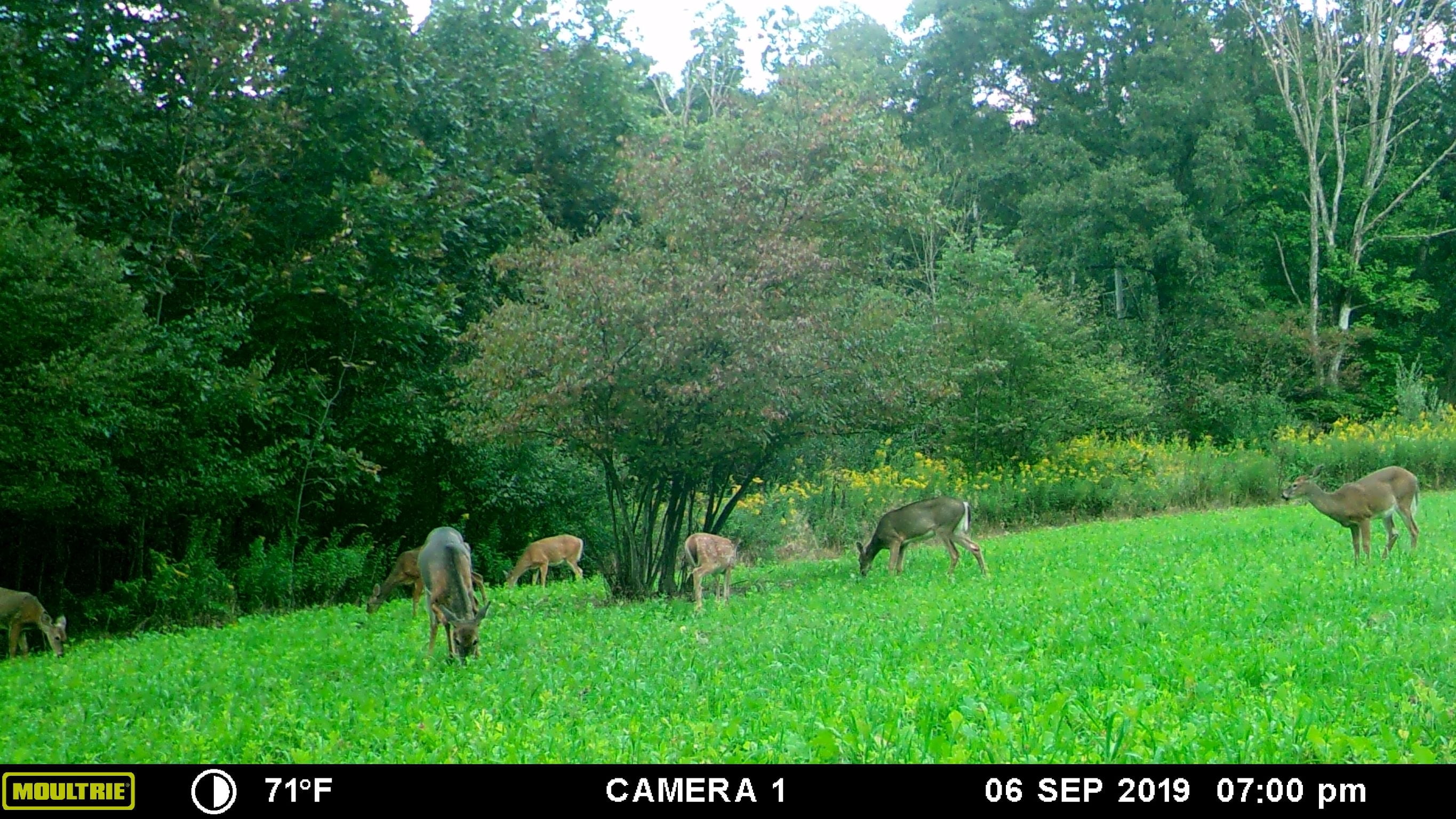 Whitetail Institute Imperial Destination Food Plot Seed 9 lb