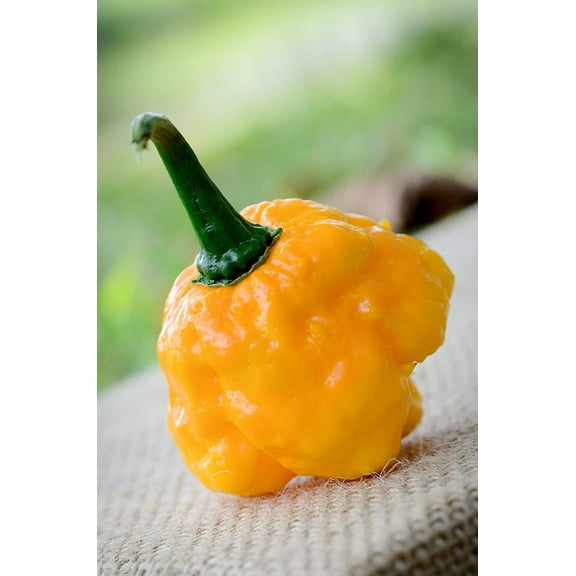 TFM Trenton Farmer's Market Scotch Bonnet Hot Pepper Premium Seeds Packet