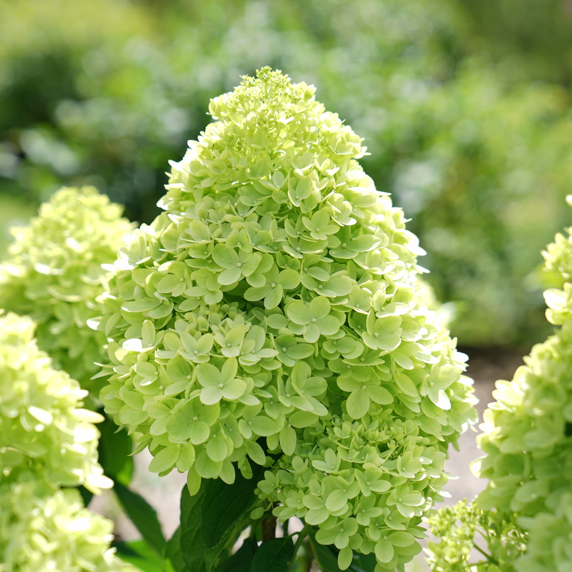 Proven Winners ColorChoice 6" Little Lime Panicle Hydrangea Live Plant in 7.5" Pot
