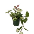 thumbnail image 2 of Tricolor Wax Plant - Hoya Tricolor - Great House Plant/Exotic Flower - 4" Pot, 2 of 3