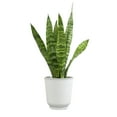 thumbnail image 5 of Zeylanica Snake Plant, Clean Air Houseplant | 4.25 in Decor Pot; Full Sun | Element by Altman Plants, 5 of 9