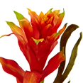 thumbnail image 3 of Nearly Natural 1456 Bromeliad & Heliconia in Vase, 3 of 4