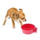 thumbnail image 5 of Perno Perro de Taza Jaula Abrazadera Complimentos Mascota Color Brillante Ecológico Duradero rojo, 5 of 9