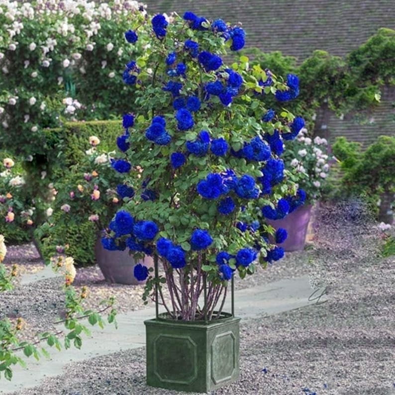 30 Blue Climbing Rose Seeds - Perennial Seeds for Late Winter to Early Spring Planting