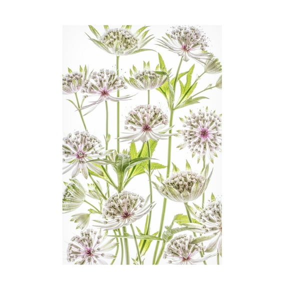 Canvas Wall Art - Mandy Disher ' Astrantia ' Wall Art for Living Room, Bedroom, or Office Décor by Trademark Fine Art - 12 x 19 Inches