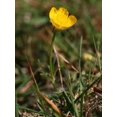thumbnail image 2 of 50 Bulbous BUTTERCUP / RANUNCULUS Yellow Flower Seeds, 2 of 3