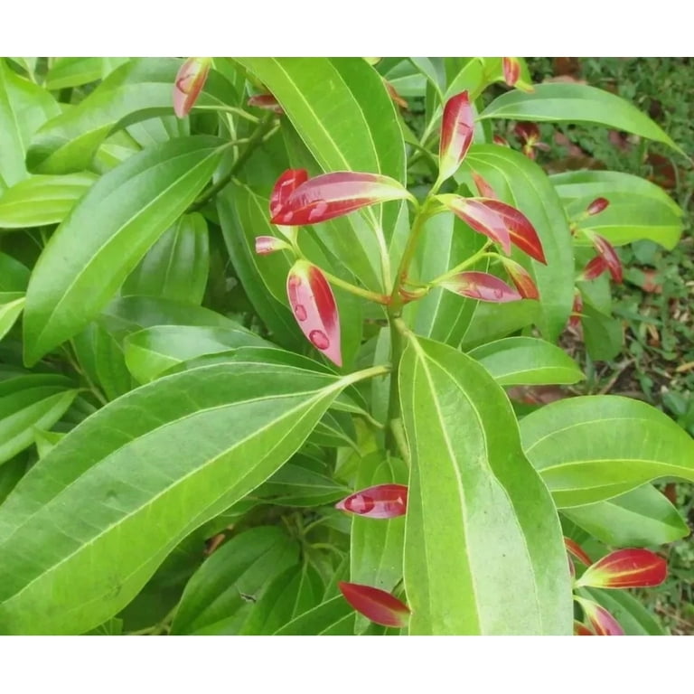 35 Cinnamon Tree Seeds Cinnamomum verum Fast Growing True Ceylon Cinnamomum  - Walmart.com