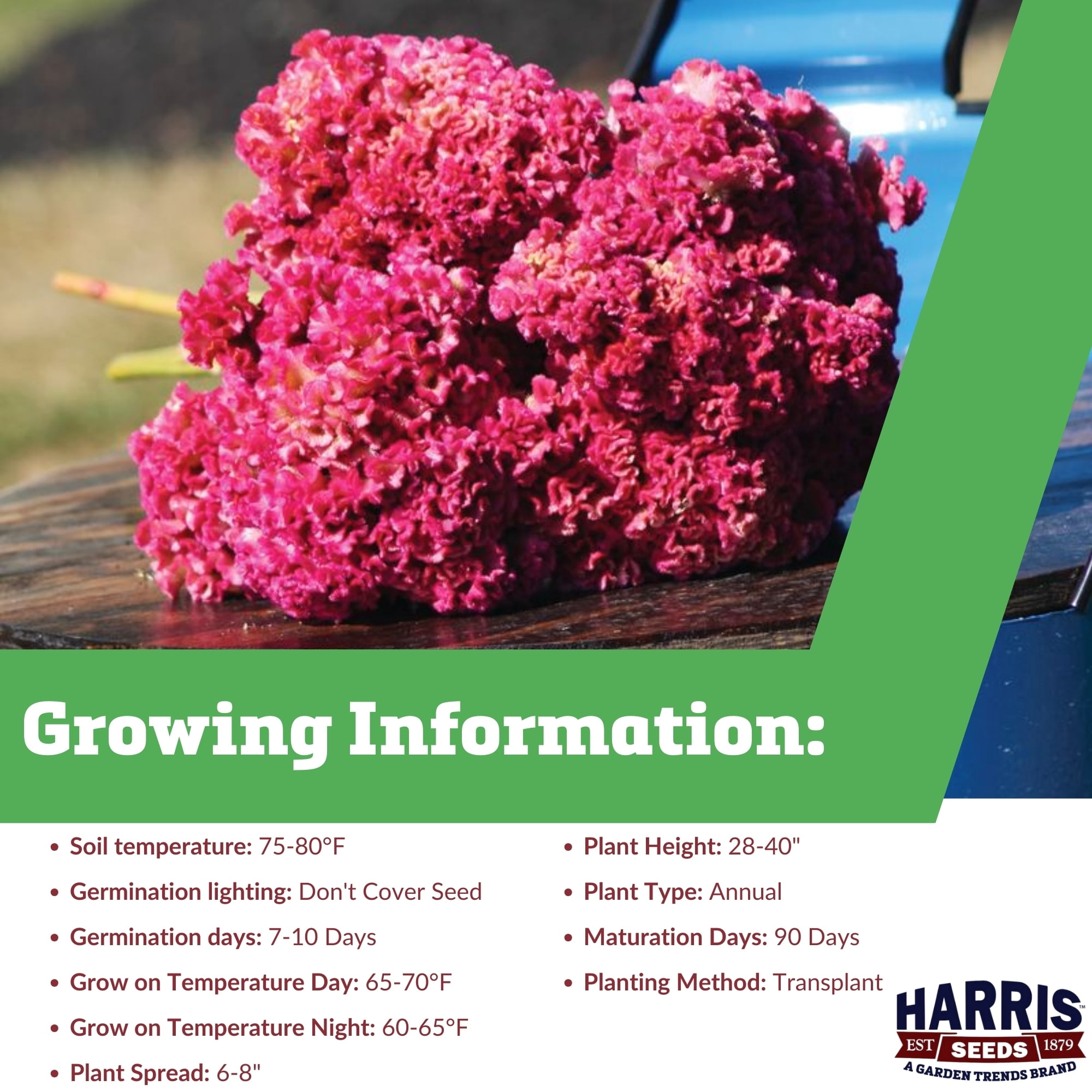 Harris Seeds - Celosia Neo Rose Seeds - 100 Seeds