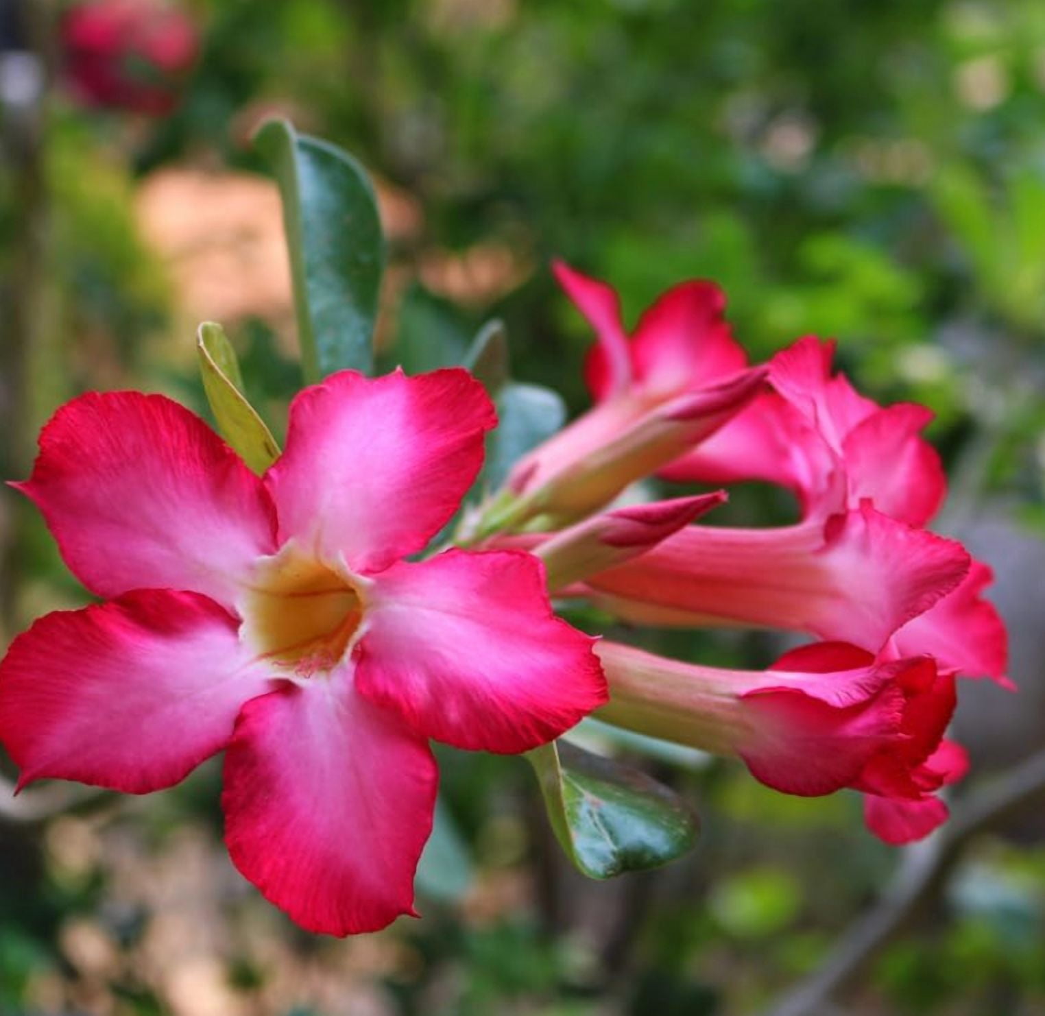 Pink Desert Rose Live Plant, Blooming Adenium Succulent for Indoor Outdoor Growing, 4–6 Inch Tall