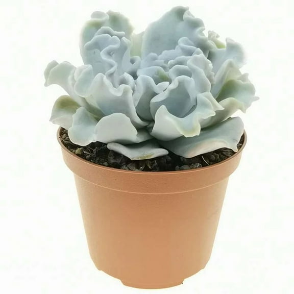 Echeveria Crispate Beauty - Live Starter Plant in 2 Inch Growers Pots - Rare and Beautiful Compact Easy Care Succulent