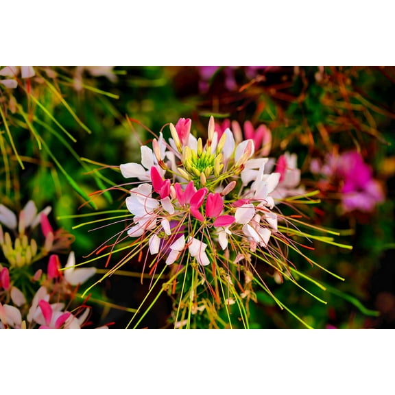 500  Spiderflower Seeds for Planting - Exotic Mixed Color Cleome Flowers - Great for Hummingbirds, Grow to 4 Feet Tall Spider Flower