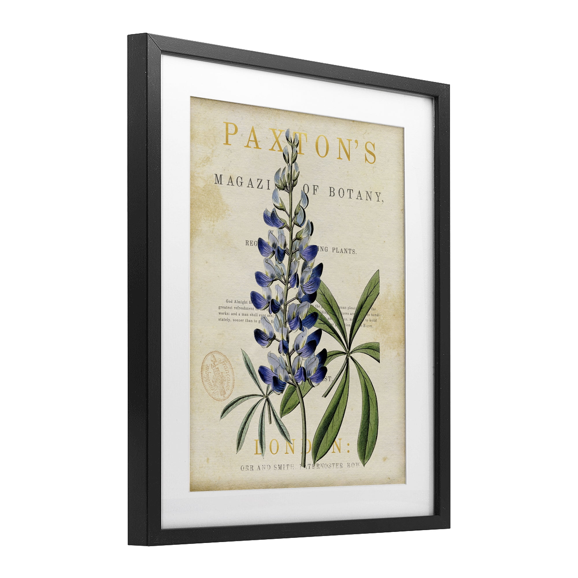 Stupell Industries Natural Botany Lupine Black Framed Print Under Glass, design by Susan Arnot