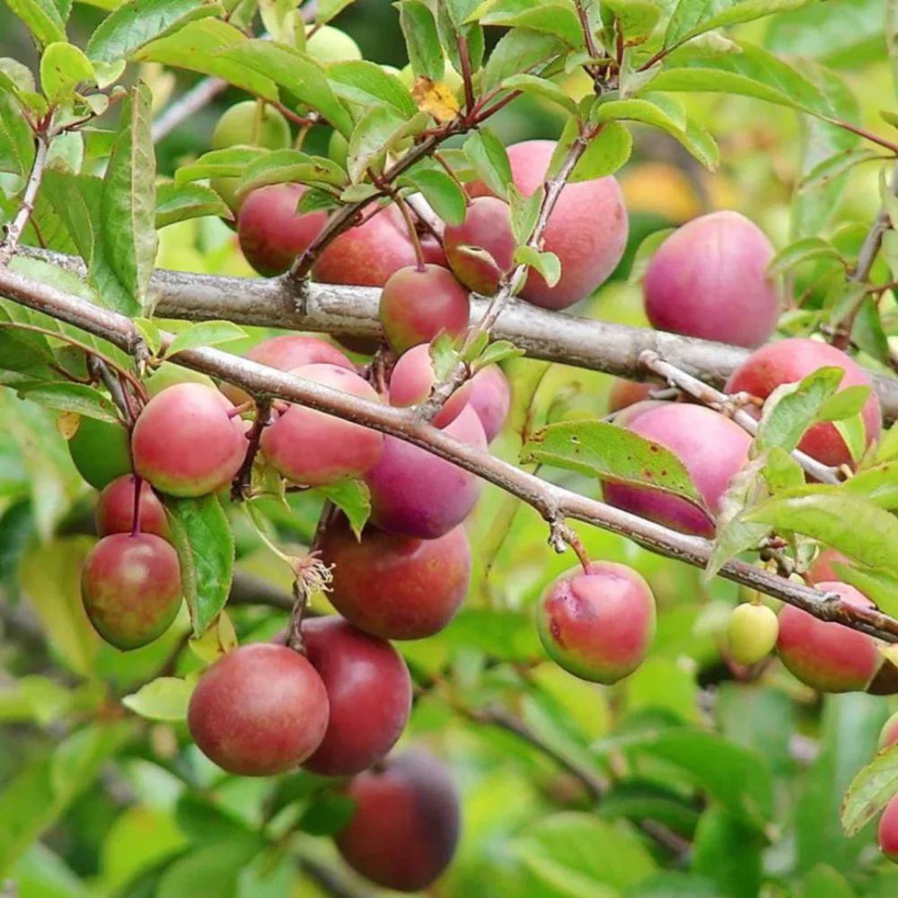 Expert Gardener 3-4 ft. tall Ruby Sweet Plum Live Tree in 7- Gallon Grower Pot