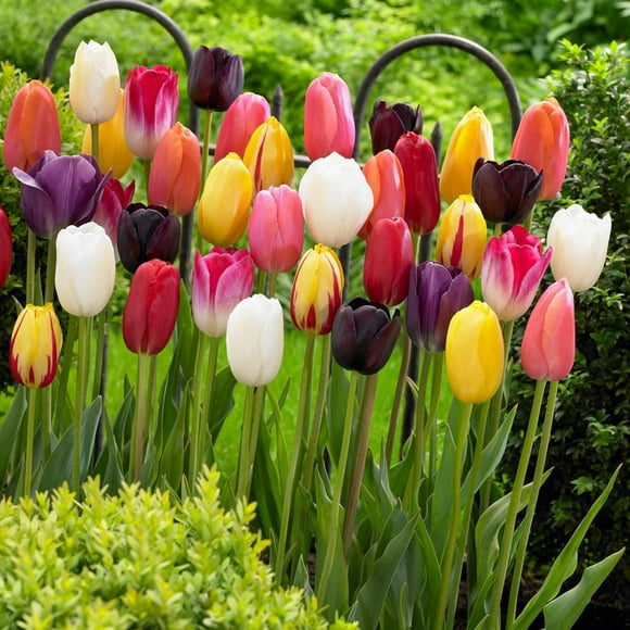 TASC Flower Bulbs- Tulipa Simple tardive Assorted (20 Bulbs)