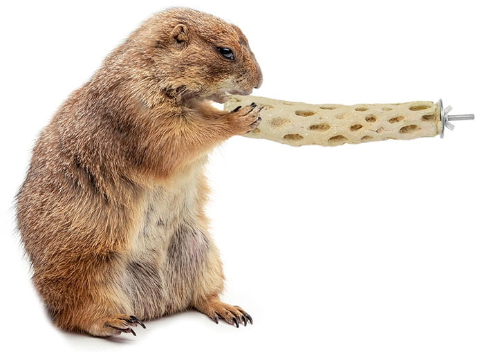 Exotic Nutrition Chew Toy Bundle - Natural Interactive Chew Toys - Chinchillas, Guinea Pigs, Hamsters, Rabbits, Degus, Prairie Dogs, Small Pets