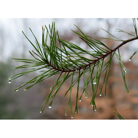 LAMINATED POSTER Drops Rain Drops On Pine Needles Pine Tree Rain Poster Print 24 x (Best Rain Gutter Guards For Pine Needles)