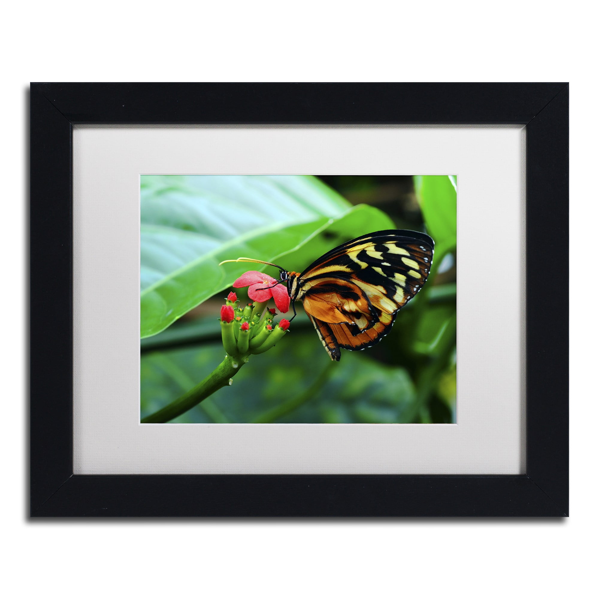 Trademark Fine Art "Cream Spotted Tigerwing" Canvas Art by Kurt Shaffer, White Matte, Wood Frame