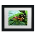 thumbnail image 2 of Trademark Fine Art "Cream Spotted Tigerwing" Canvas Art by Kurt Shaffer, White Matte, Black Frame, 2 of 4