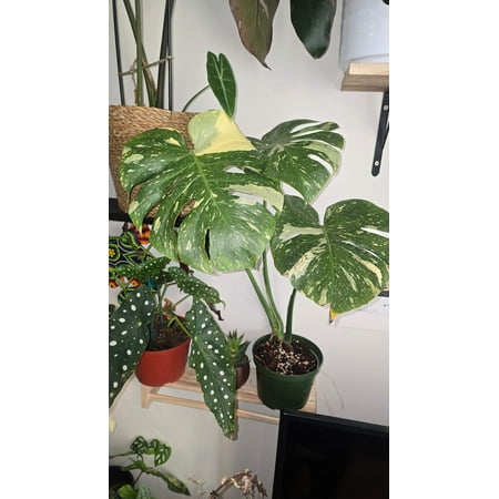 Thai Constellation Cream Brulee Exact Plant Big leaf