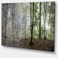 thumbnail image 1 of Designart - Green Morning in Forest Panorama - Landscape Canvas Art Print, 1 of 2
