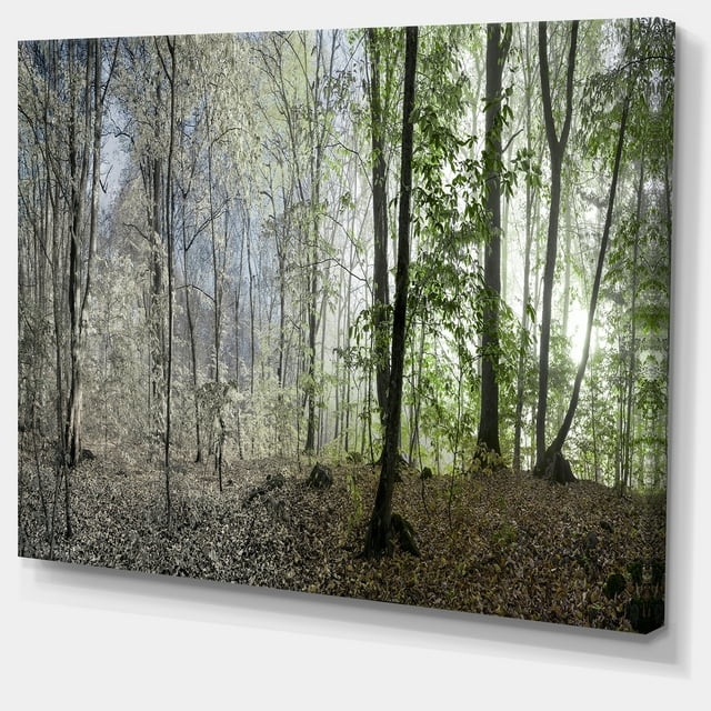 Designart - Green Morning in Forest Panorama - Landscape Canvas Art Print