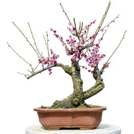 Flowering Bonsai Tree Seeds - Judas Tree (Cercis siliquastrum) | 20 Seeds |  Flowering Tree Prized for Bonsai - Walmart.com