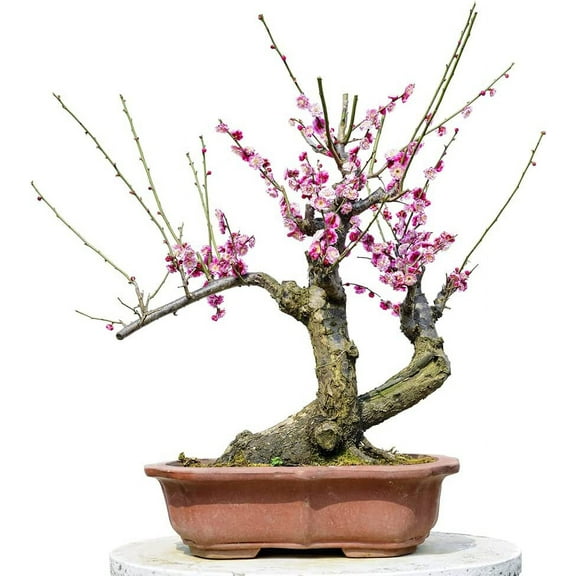Flowering Plum Bonsai Tree Seeds | 10 Seeds of Prunus triloba | Flowering Tree Prized for Bonsai