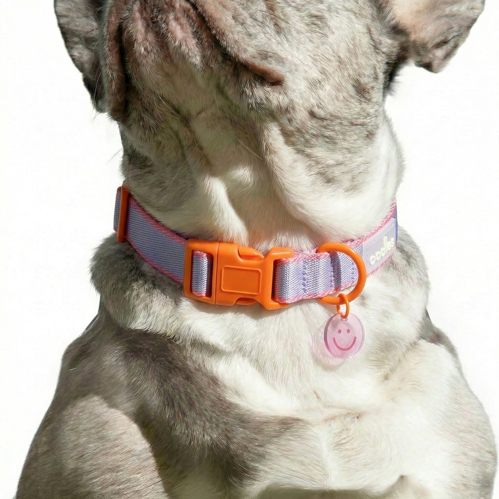 Oodles Smiley Charm Striped Polyester Fashion Dog Collar, Purple, XL