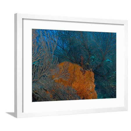 Preserved Sea Fan Deep Water Sea Fan and Encrusting Orange Sponge, Hol Chan Marine Preserve, Barrier Reef, Belize Framed Print Wall Art By Stuart Westmoreland ()
