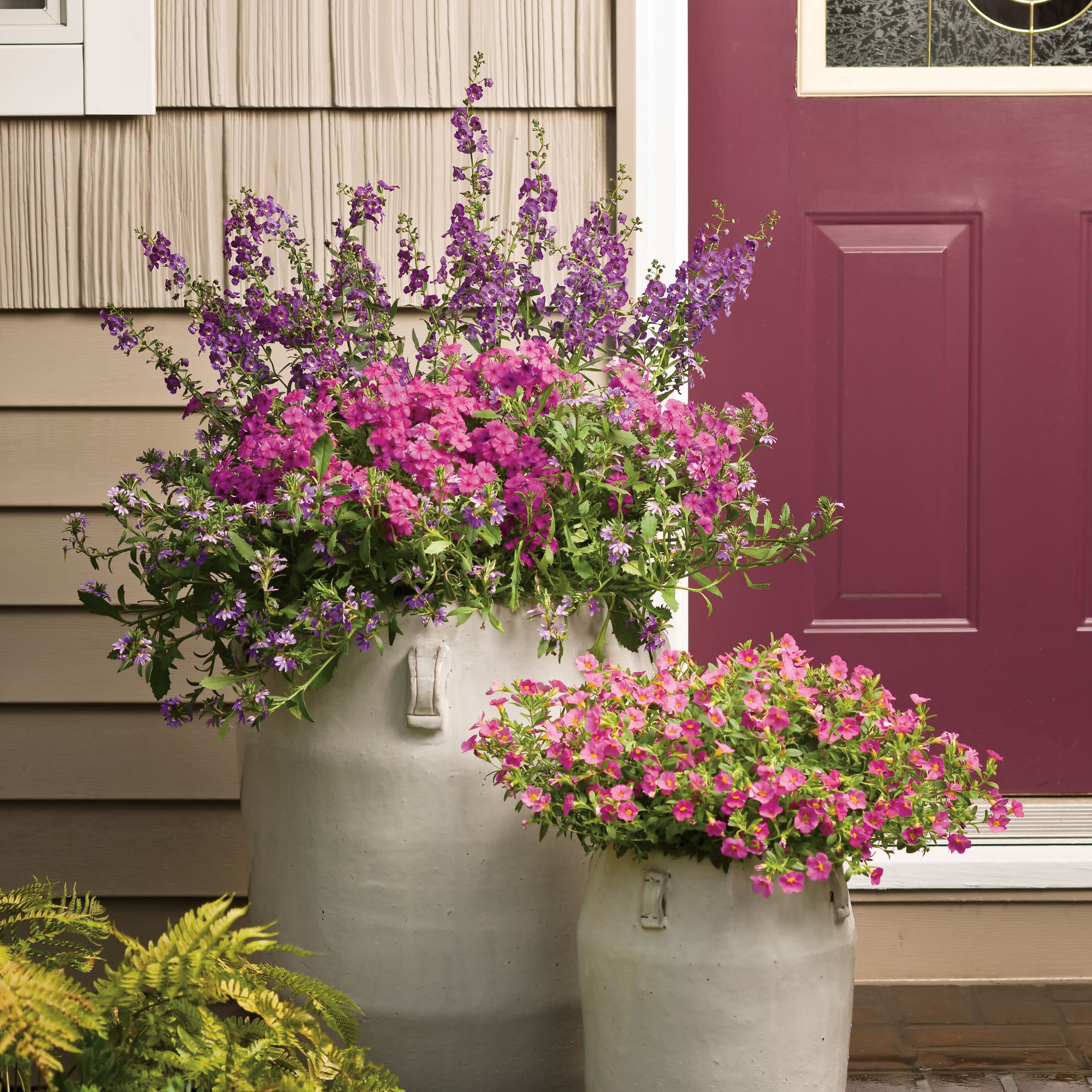 Proven Winners 4" Whirlwind Blue Fan Flower Live Plant in 4.25" Pot (4 Count)