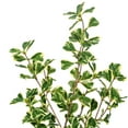 thumbnail image 2 of 24" Variegated Triangle Ficus Potted, 2 of 2