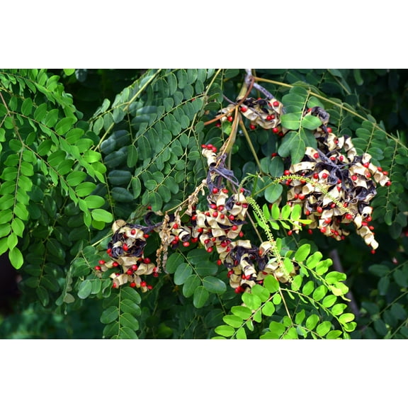 SEEDS == 10 Seeds- Red Sandalwood Tree- shiny seeds used in crafts -Bonsai or Tropical -Pink Star Flowers- Adenanthera pavonina