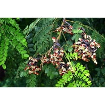 SEEDS == 10 Seeds- Red Sandalwood Tree- shiny seeds used in crafts -Bonsai or Tropical -Pink Star Flowers- Adenanthera pavonina