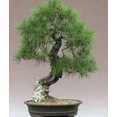 thumbnail image 3 of 10 RED Japanese PINE TREE Korean Pinus Densiflora Evergreen Seeds, 3 of 4